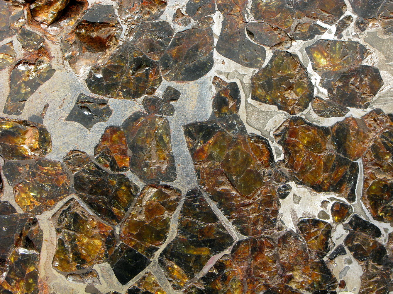 Pallasite Finmarken, Norvège (trouvée en 1902)